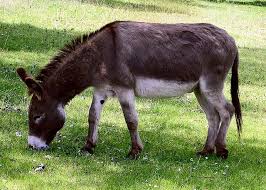 Sibanda was caught in the act of having s*xual intercourse with a donkey